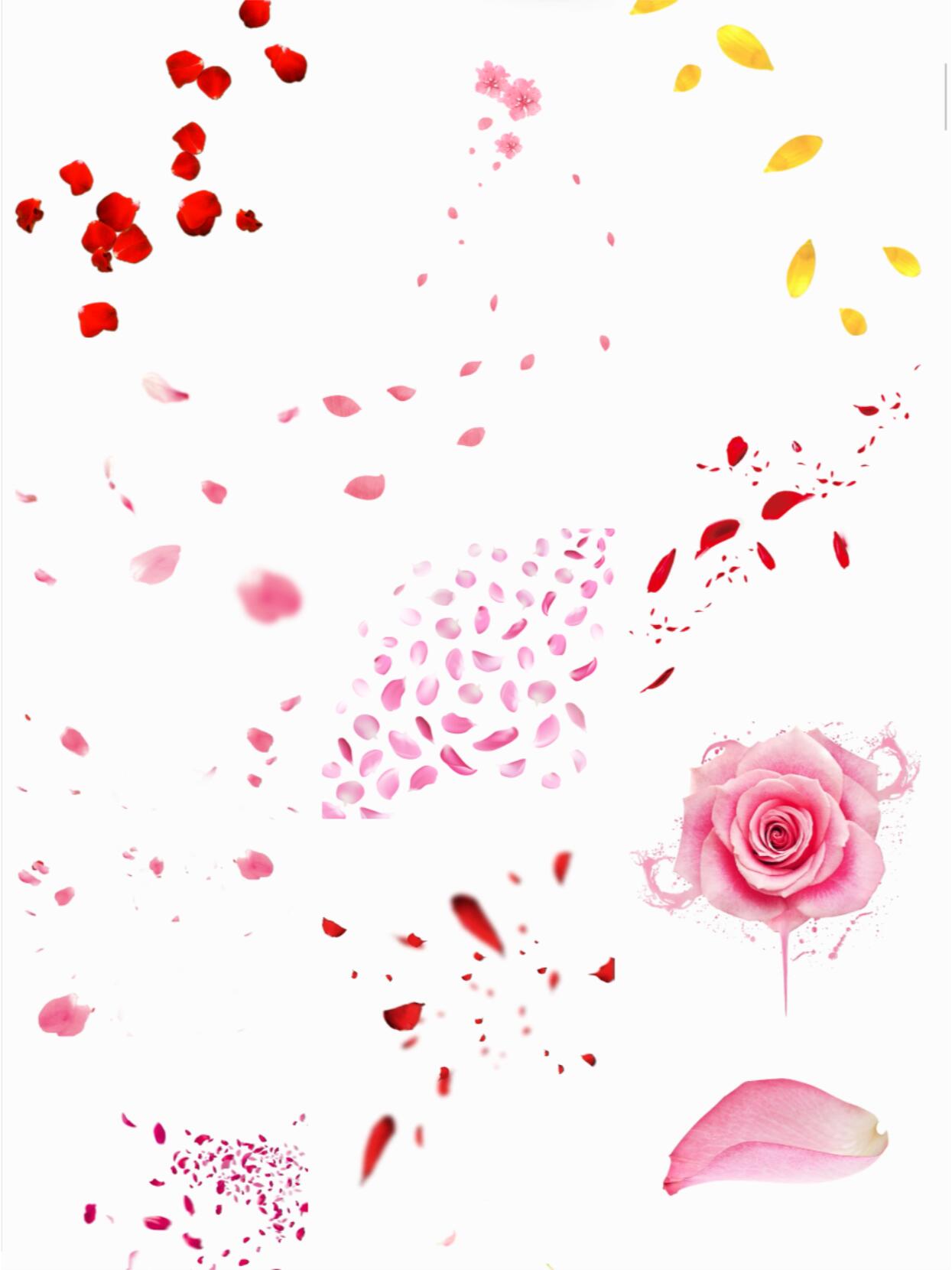 飘落玫瑰花瓣花卉免抠图片素材