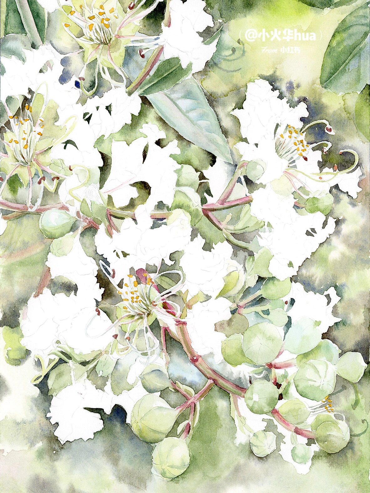 水彩花卉-白色紫薇花