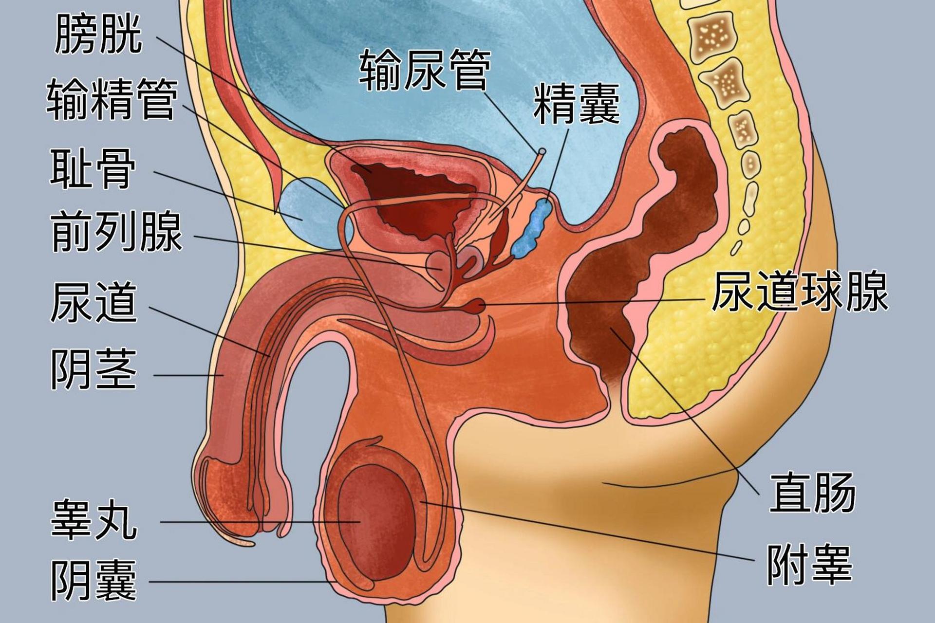 男性生理构造图图片