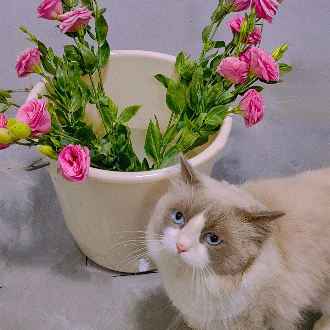 养猫家庭不建议养洋桔梗 养猫家庭不建议养洋桔梗 容易对花不好 (熬不