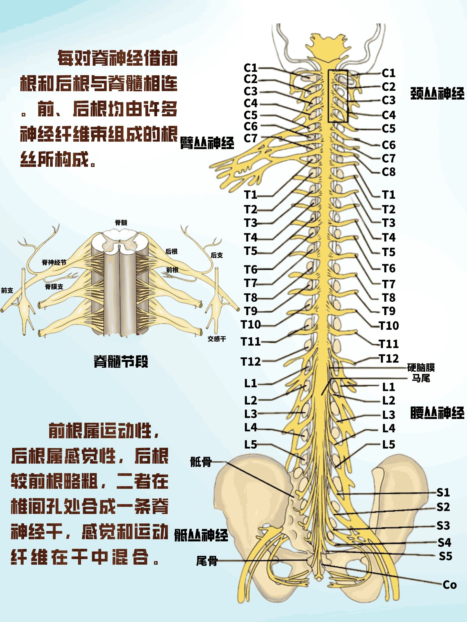 神经系统