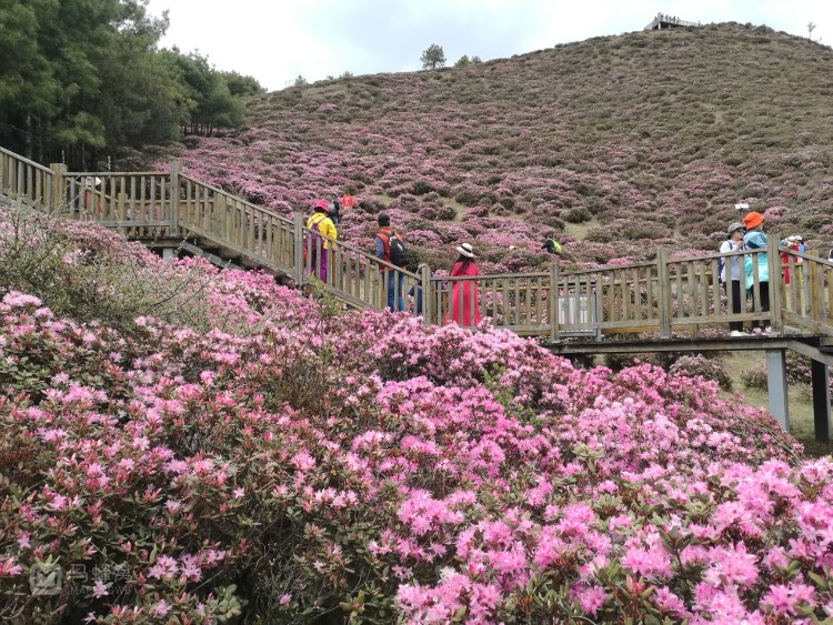 禄劝马鹿塘杜鹃花图片