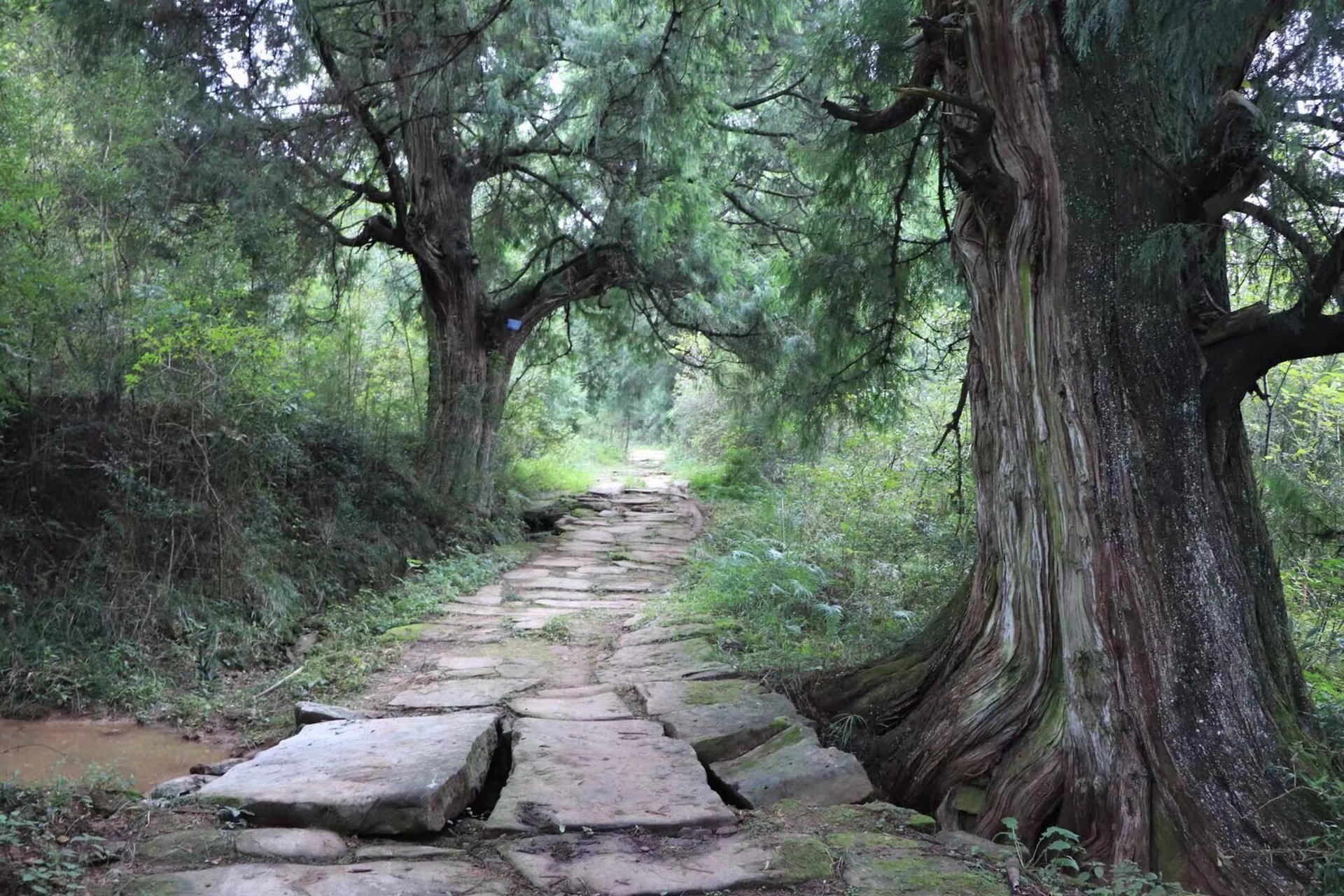 一条古蜀道 半部华夏史 剑阁翠云廊,是金牛古蜀道中最璀璨的明珠,被称
