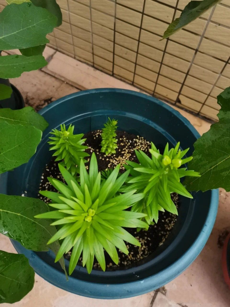 根茎像百合的植物图片