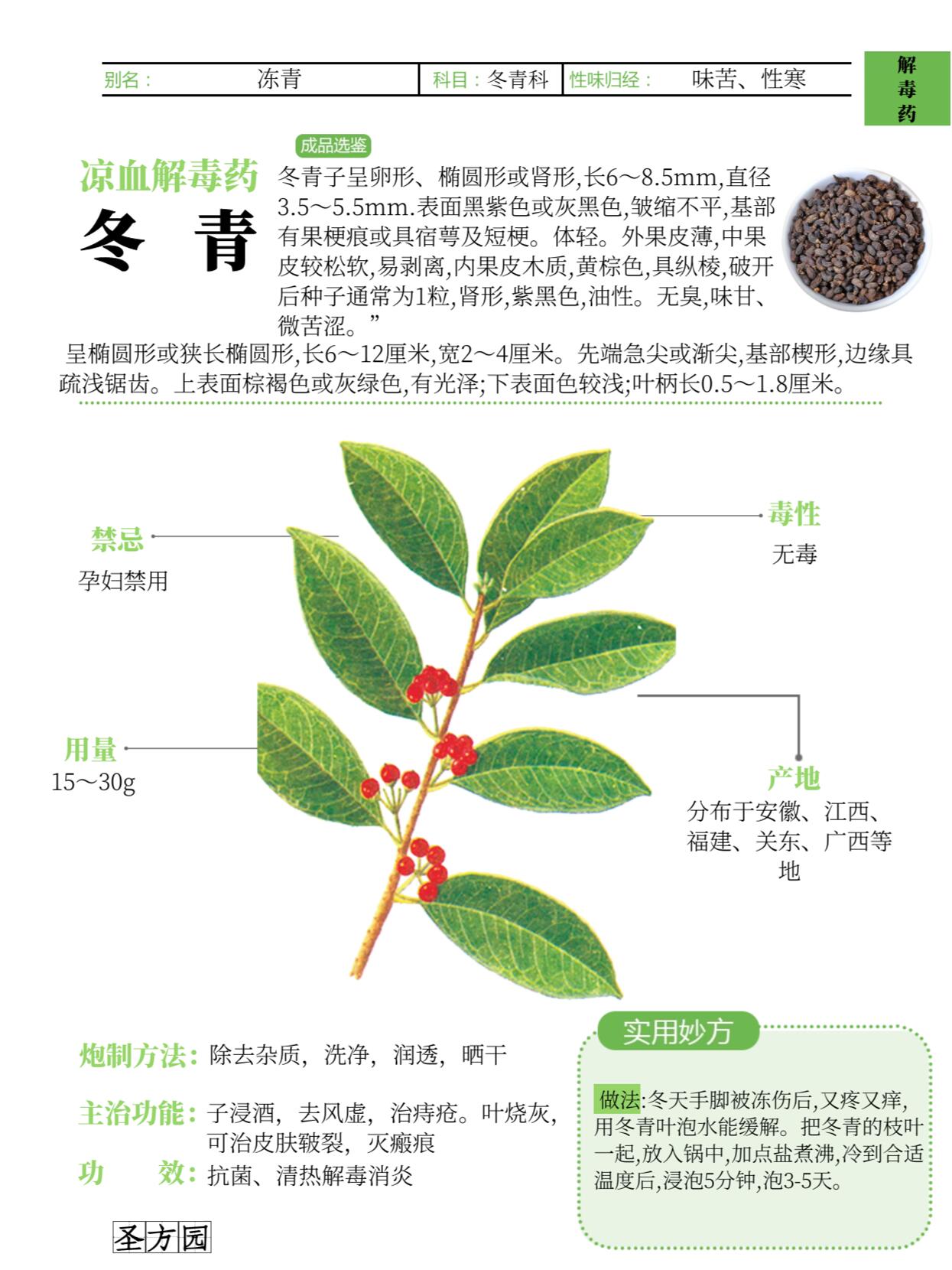 每日学一药:冬青