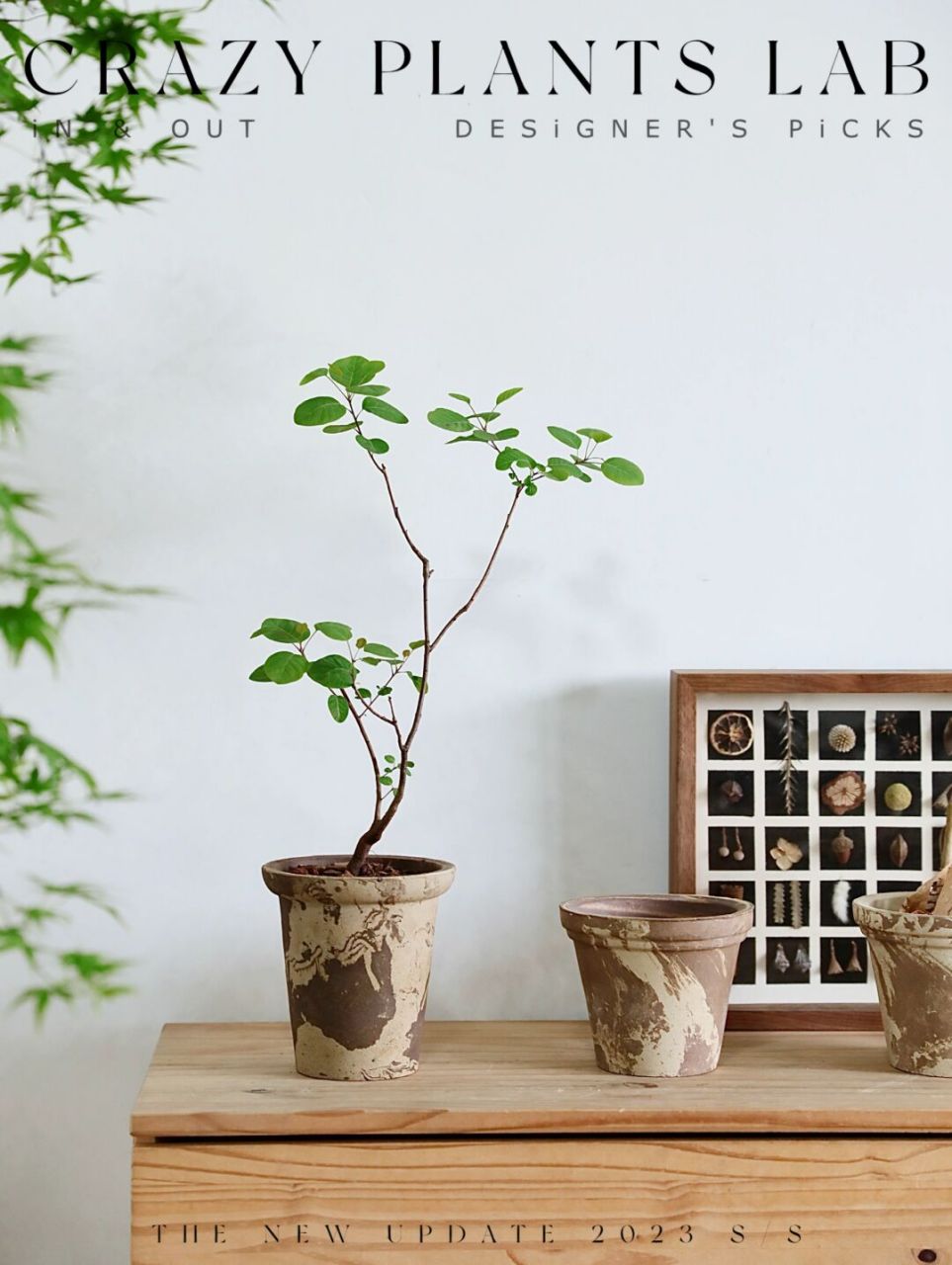 枝干婀娜,花器独特,这样的黄栌谁能不爱啊? 市面上「黄栌」不少见,以