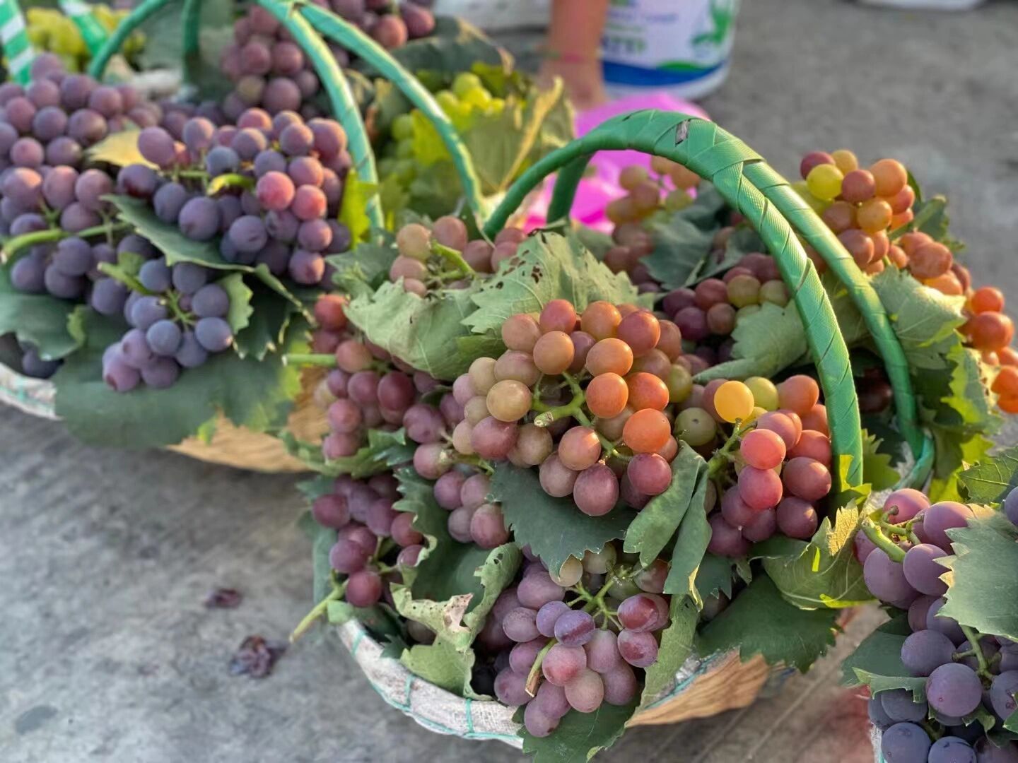 合肥大圩葡萄采摘攻略日记 位置在滨湖国家森林公园的位置 最好驾车去