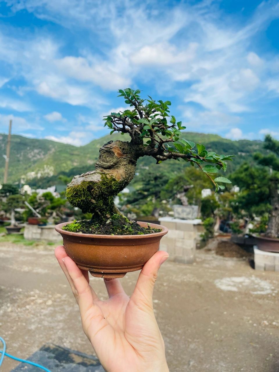 微精品榆树盆景 小叶榔榆树 ,室内可放向阳处