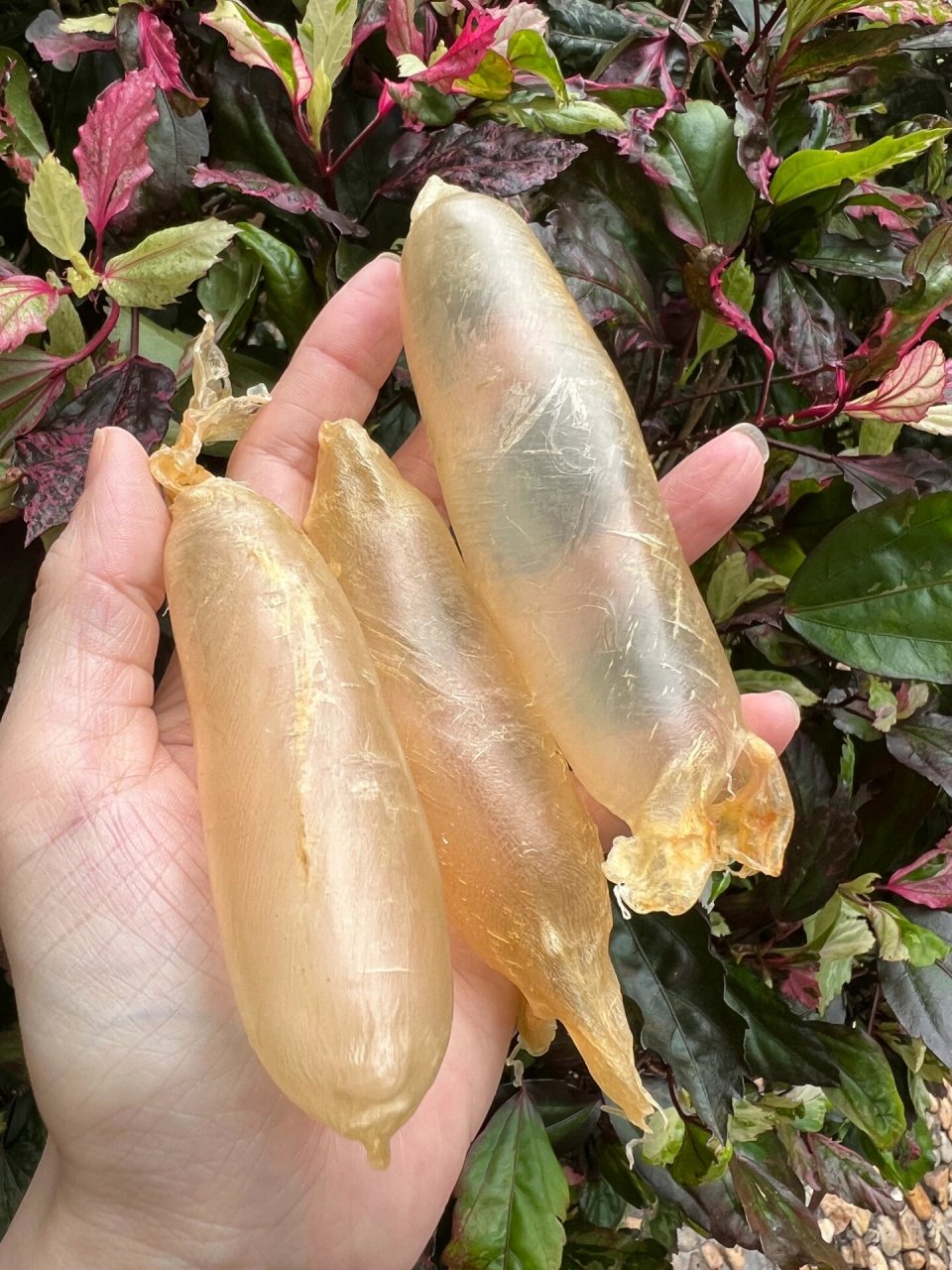 越南蜘蛛胶(母胶)也叫越南白花|对于支气管炎,咳嗽,哮喘,选蜘蛛胶 