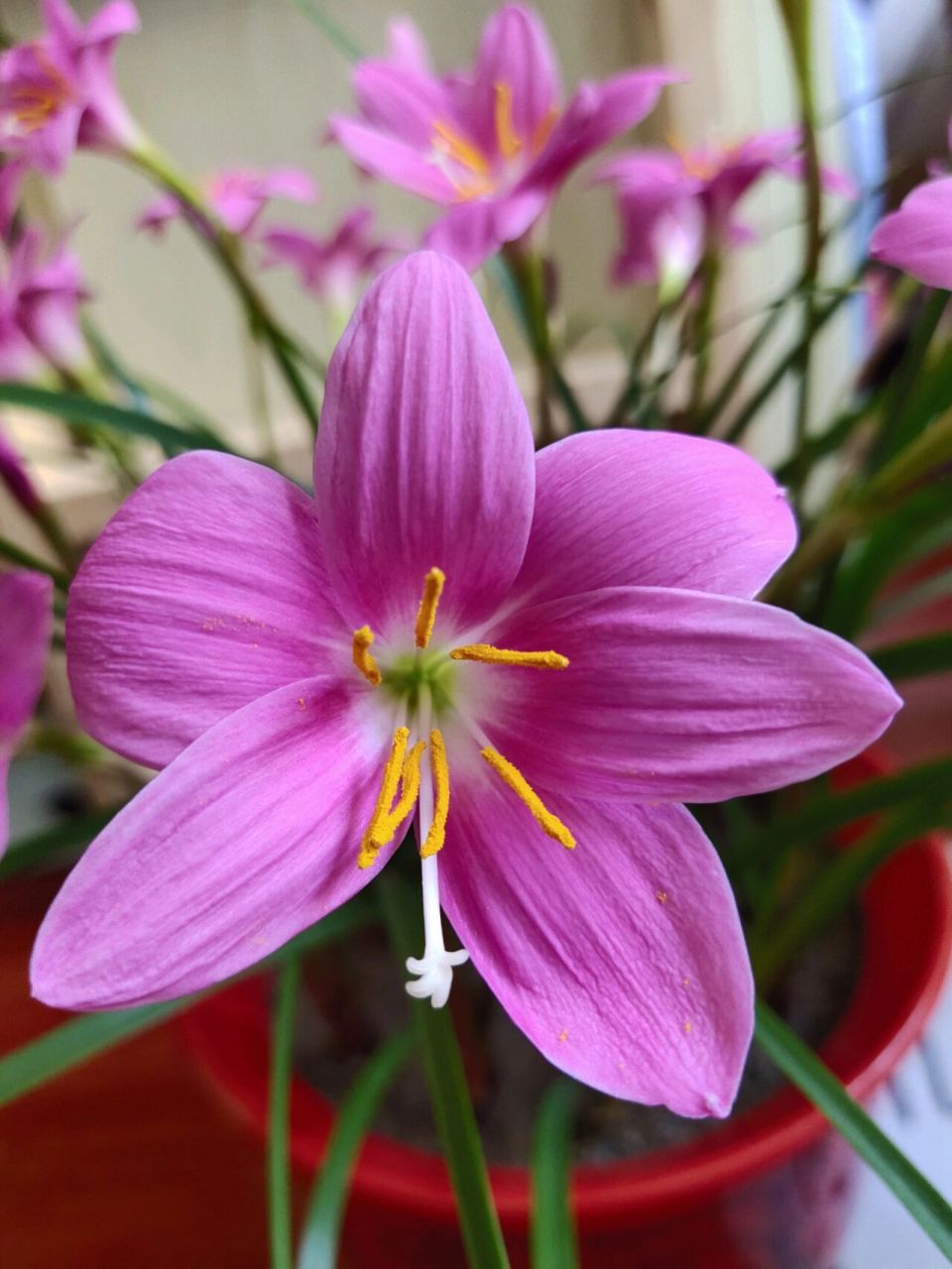 韭兰开花也很美 韭兰盛花期,原相机拍摄,无美颜无滤镜