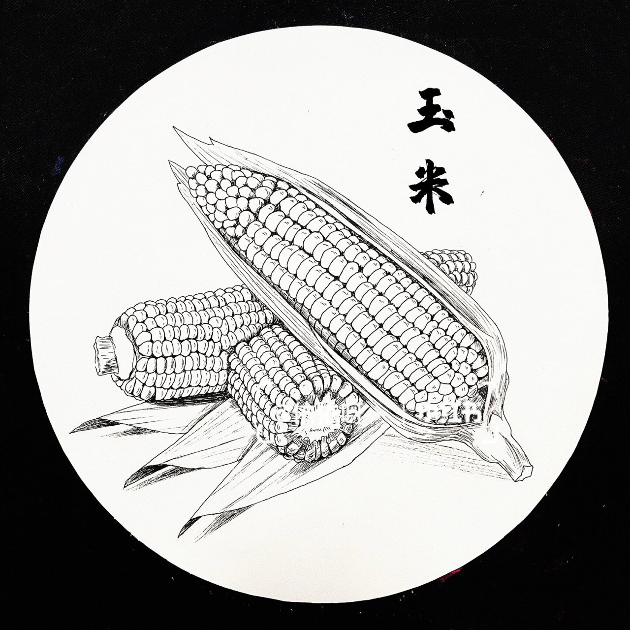 美术课程|线描玉米99 图片写生|线描|美术课程|蔬菜|水果