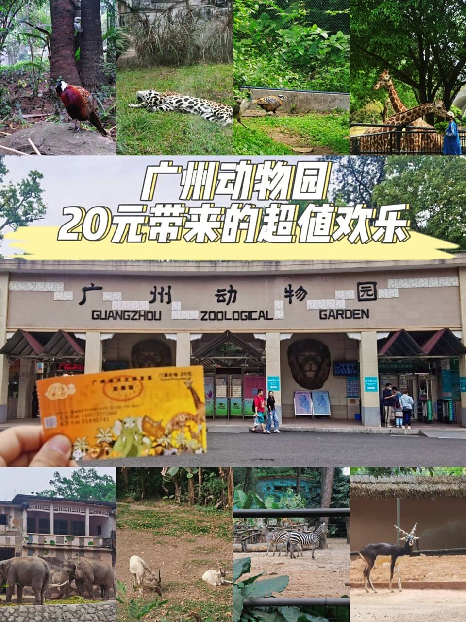 广州动物园攻略(广州动物园攻略从哪个门进)