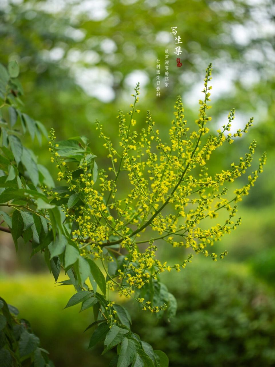 复羽叶栾树(学名:koelreuteria bipinnata franch.