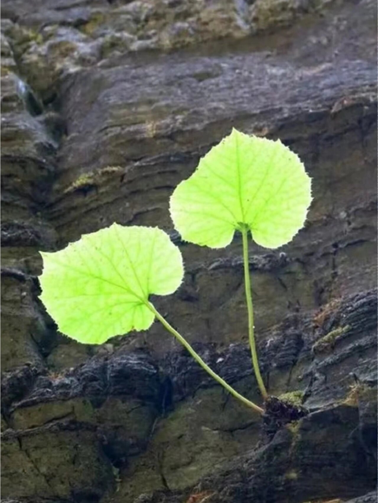 珍稀植物:悬崖绝壁上的奇花-独根草