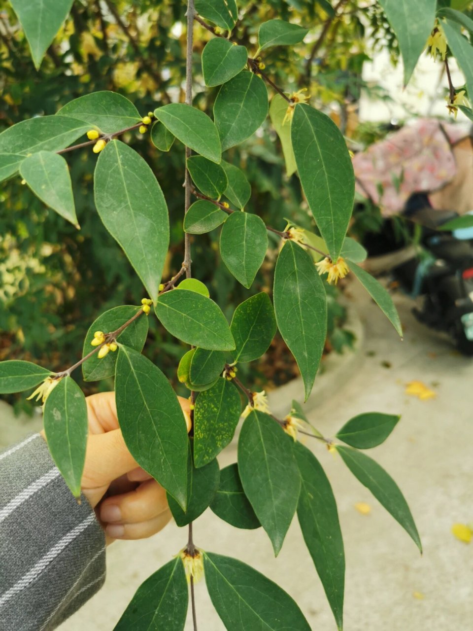 柳叶蜡梅 今日植物:柳叶蜡梅(蜡梅科蜡梅属 带叶开花​柳叶蜡梅