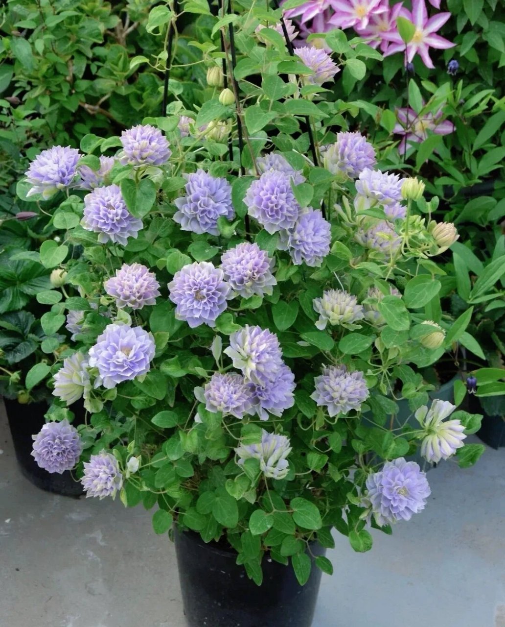 酷似牡丹花的"琉璃"铁线莲 多季节开花 "琉璃",是"藤本花卉皇后"