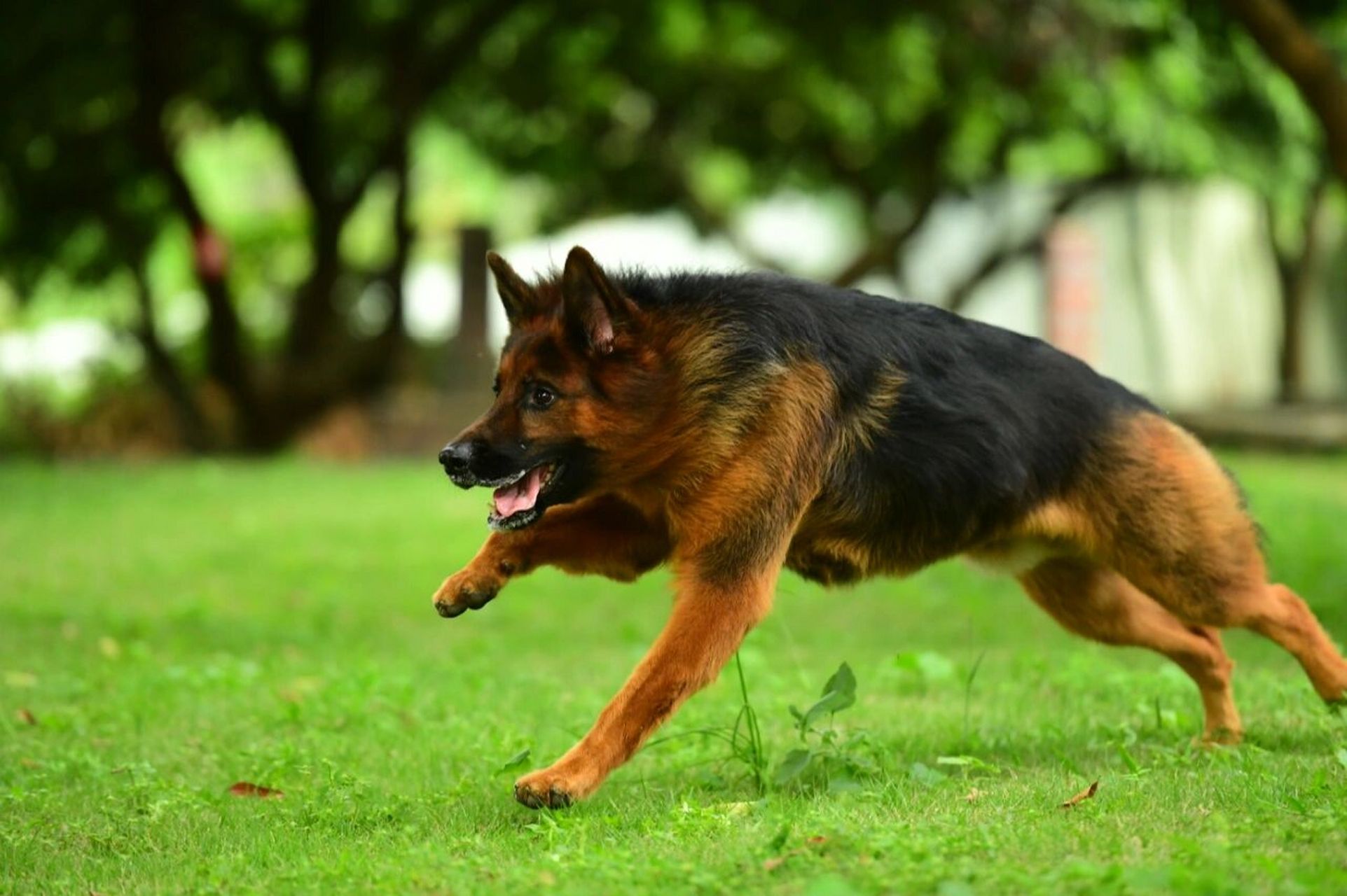 德国牧羊犬唯美图片