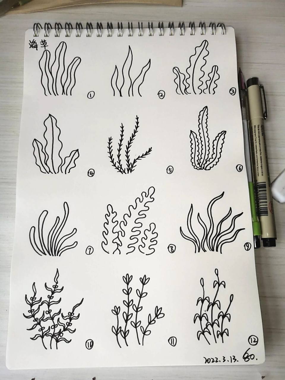 12种海草简笔画画法-原创46