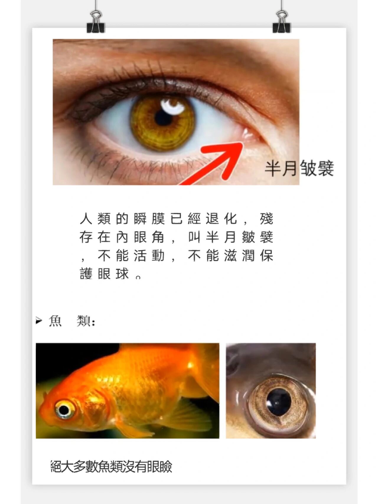 并有少量的黏液腺,能分泌黏液,滑润眼球,以减少睑结膜与角膜的