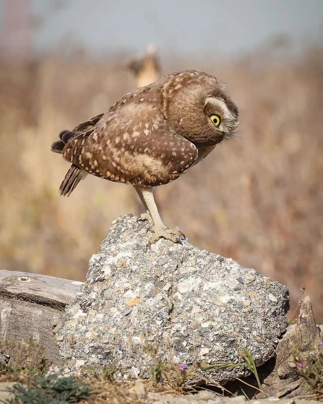 鸟类图鉴|北美猫头鹰 发一组我在北美拍过的猫头鹰合辑 按顺序分别是