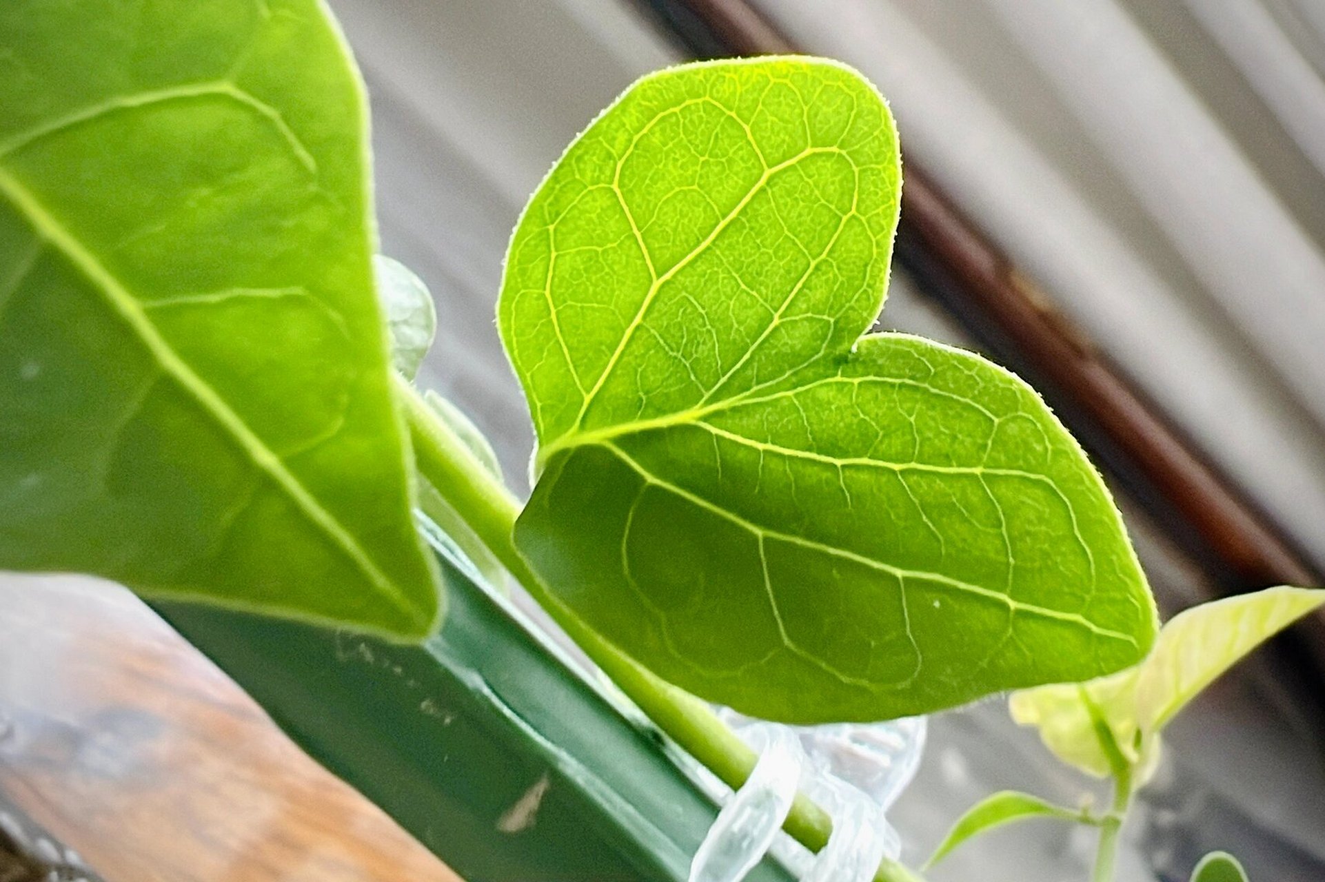 还有一个双胞胎叶子 #三角梅开花# #三角梅##我的养花日常