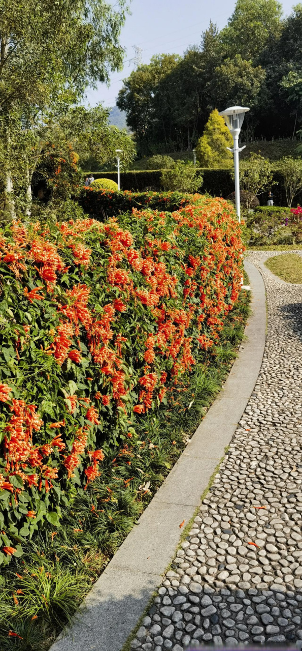 记录绽放的春天 深圳南坑水库是一个非常适合徒步旅行的地方.
