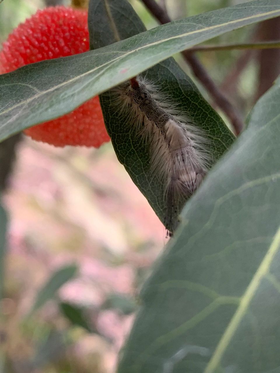 杨梅树上的虫子 果真是"毛毛"虫