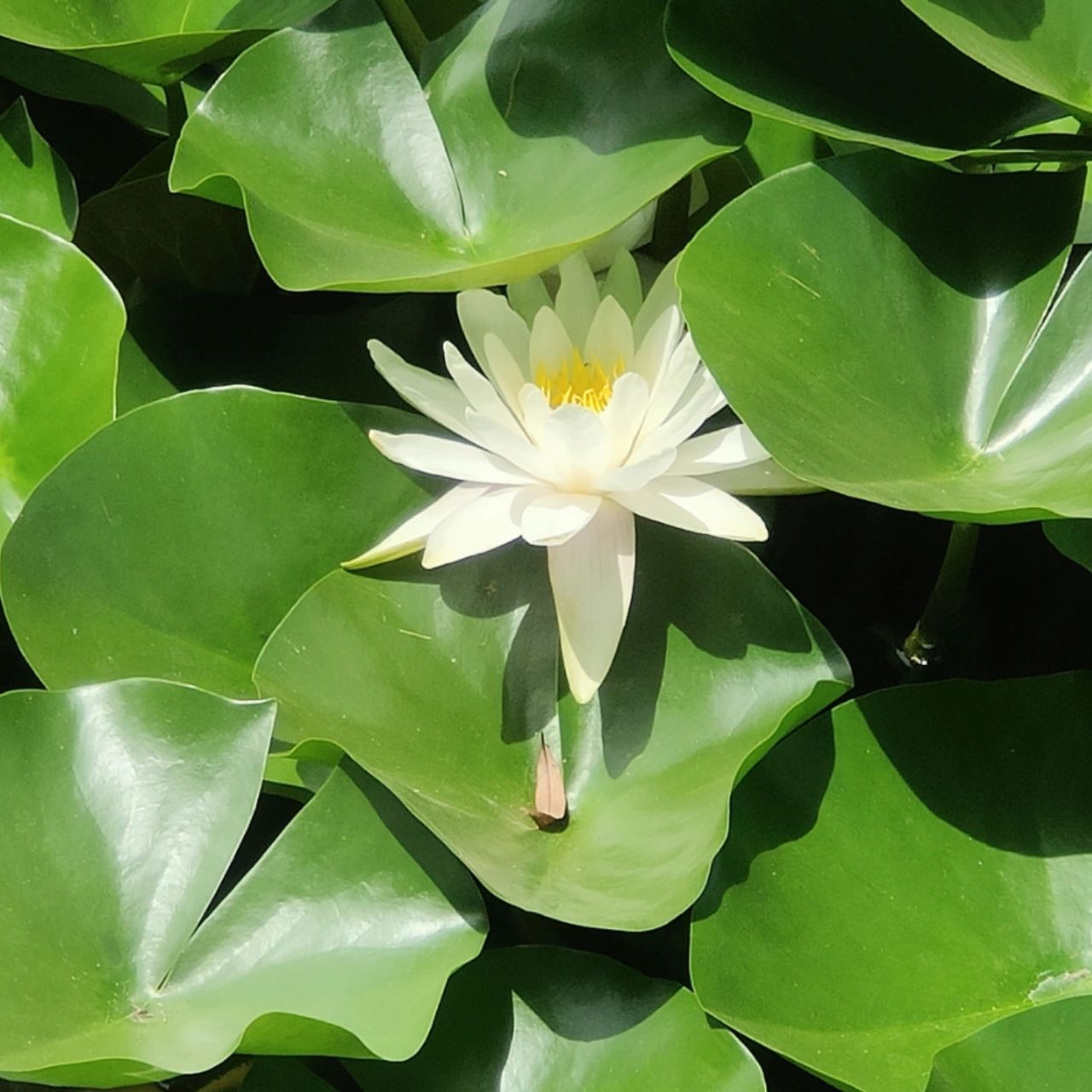花开富贵头像(什) 家长辈的头像风格,有需要的可以保存,是自己拍的!