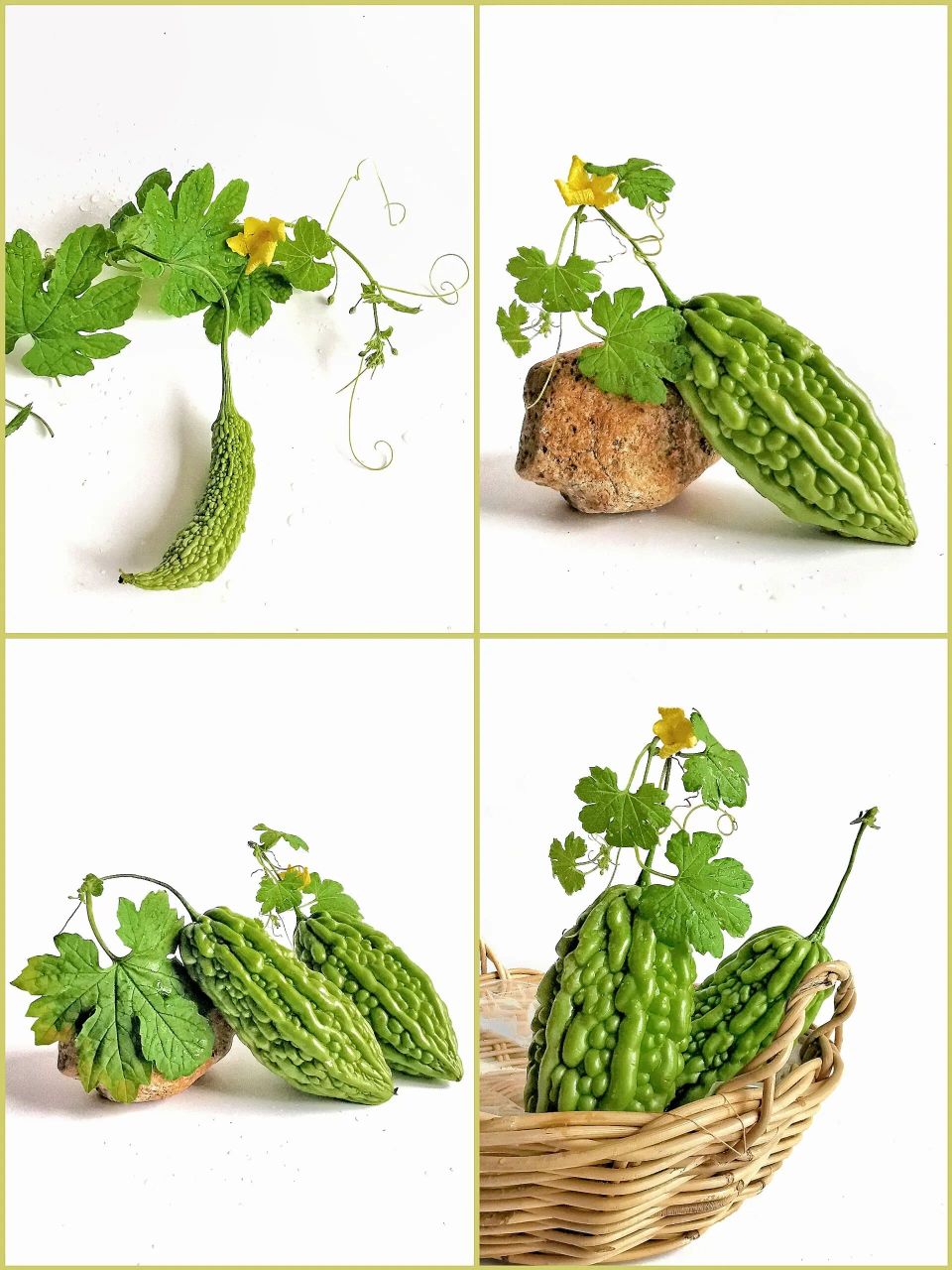 绘画素材1000集Ⅰ第99集:苦瓜(一)