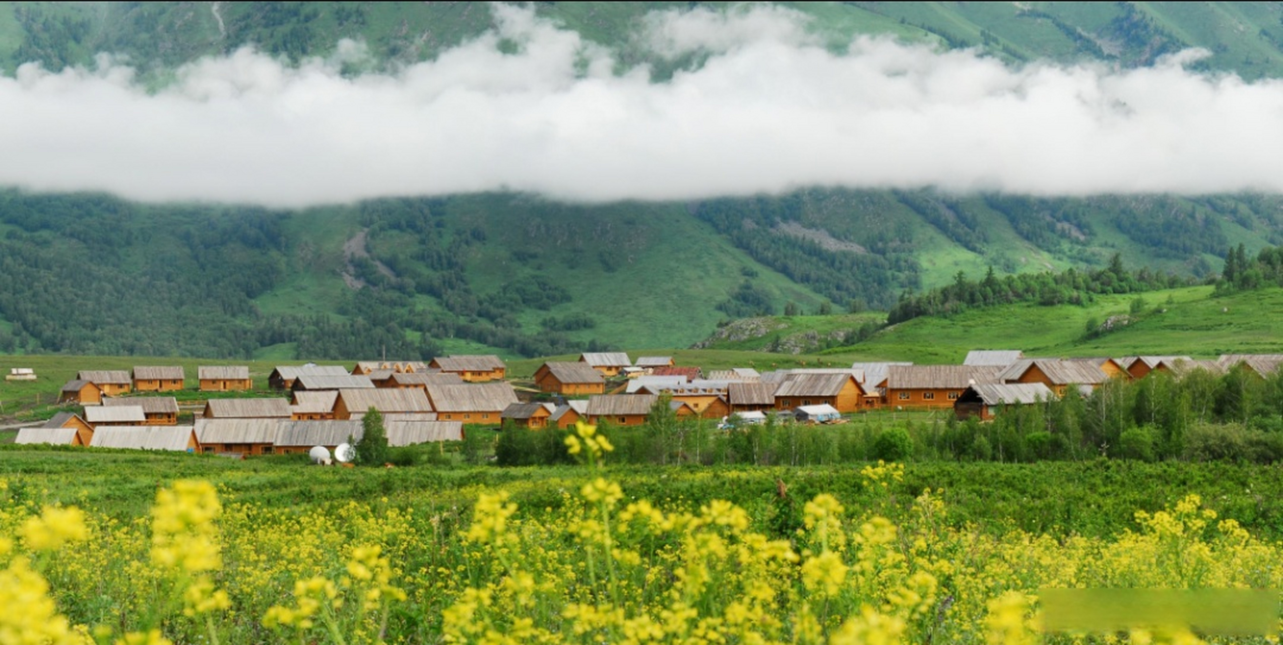 夏天的100种绿色##超话创作官# 位于新疆阿勒泰地区布尔津县的禾木