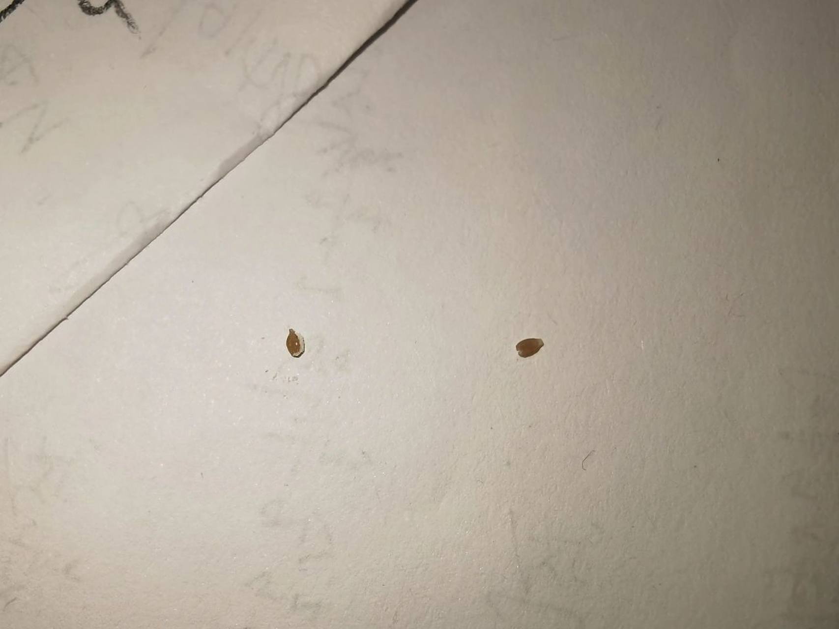 这是跳蚤卵吗 猫咪身上好像有跳蚤屎 昨天换的新床单,今天就看见上面