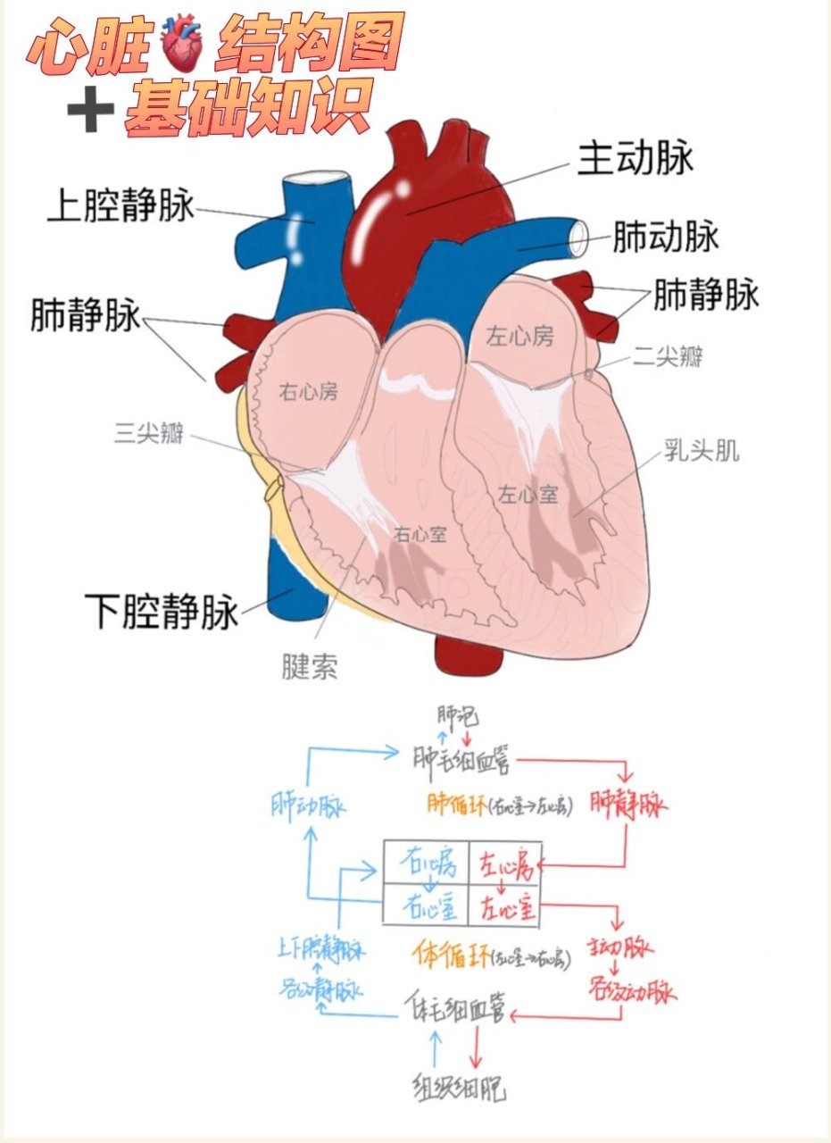 生物心脏结构图知识点图片