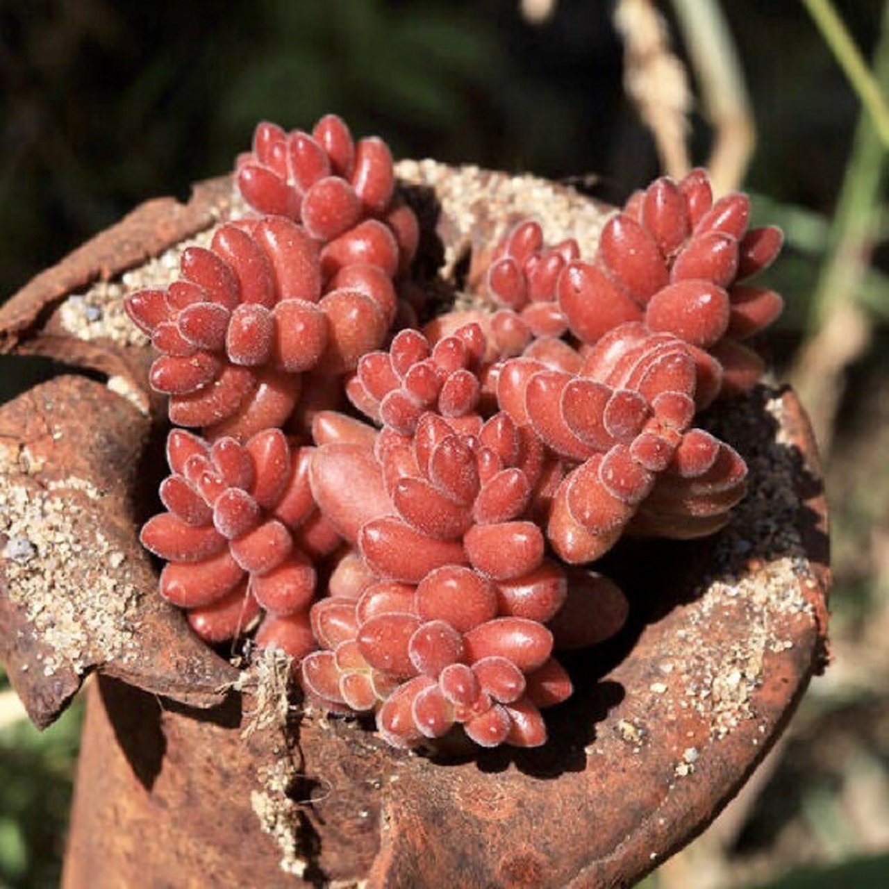 珊瑚珠| 78珊瑚珠sedum stahlii,为冬型种,为景天科景天属多肉植 