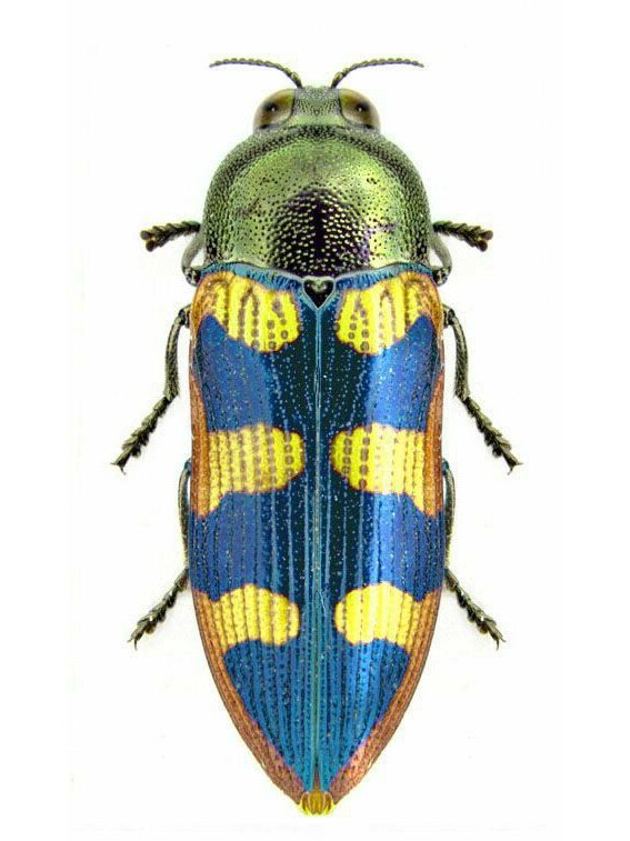 的吉丁科昆虫 吉丁虫科(学名:buprestidae)是昆虫纲鞘翅目的一科甲虫