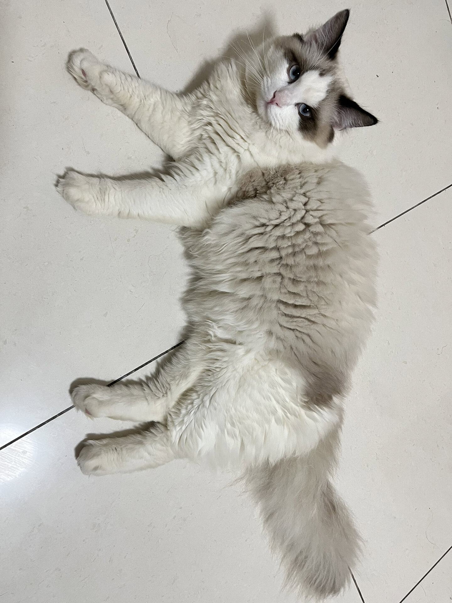 布偶八个月还不爆毛正常吗? 大家的猫都是多久爆毛的?