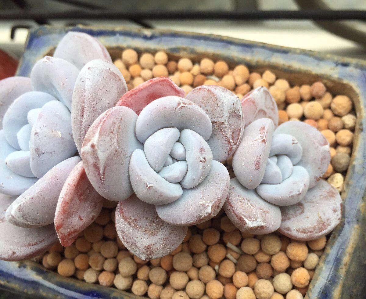 一颗粉雪莲800多天的蜕变