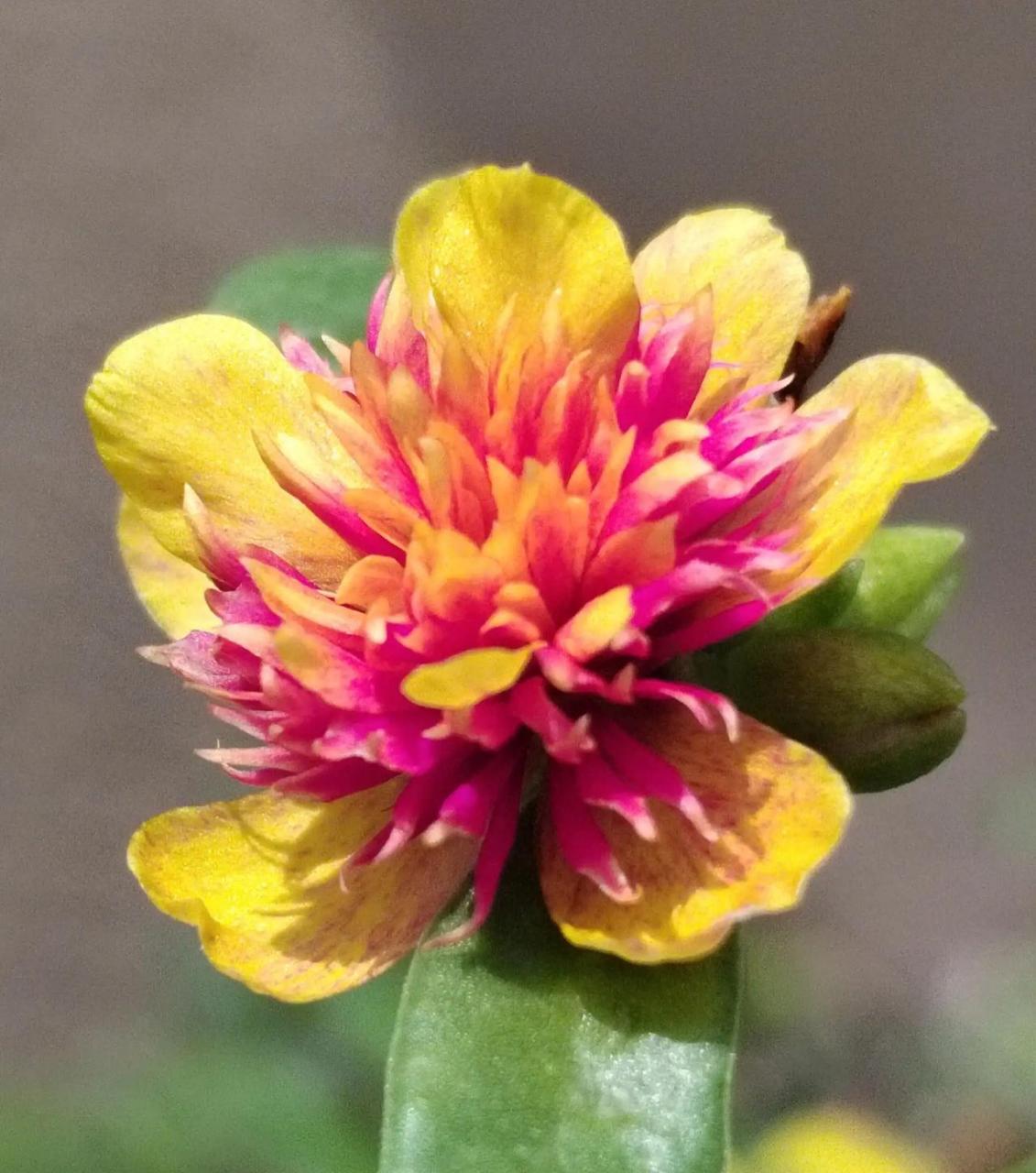 重楼太阳花也是太阳花的一种,是那种阔叶的,长着像野生的马齿苋一样的