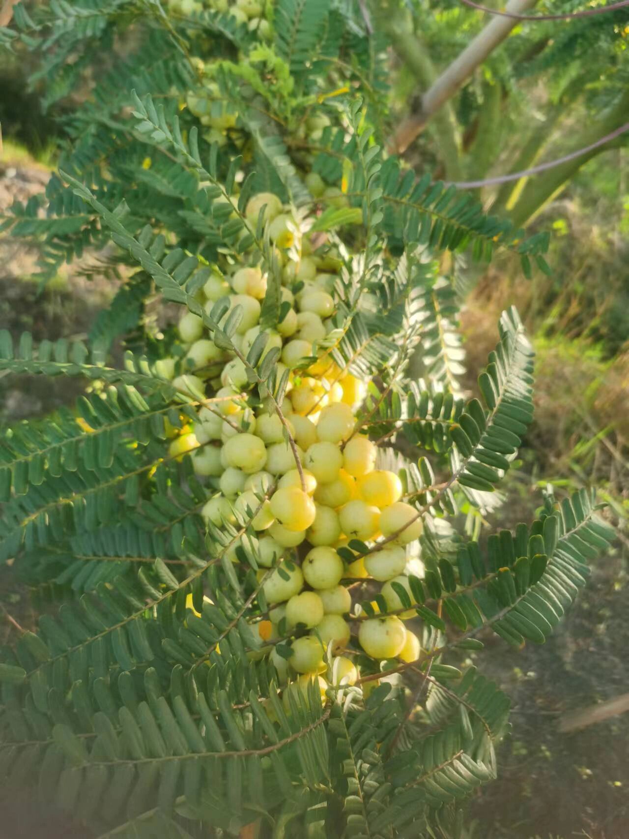 正宗潮汕甜油甘~ 甜油甘 	 减肥的姐妹看过来啦 自家种植的甜油甘