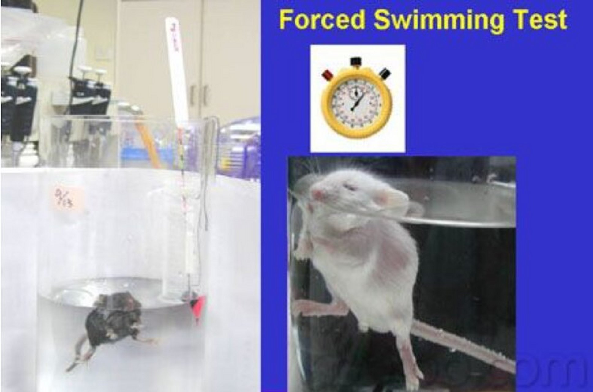 动物行为学之强迫游泳实验注意事项 小编上一篇讲述了强迫实验游泳