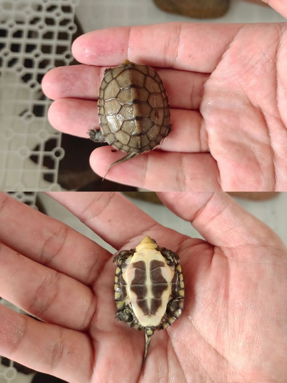 大小青傻傻分不清! 怎么看?