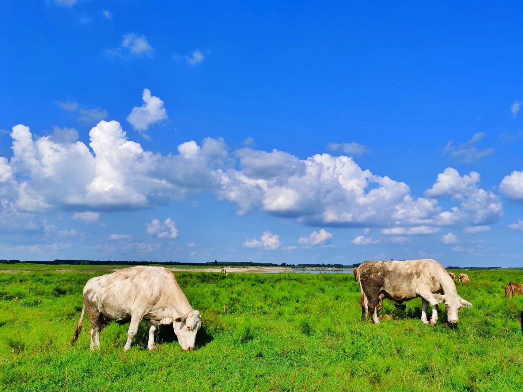 辽河大草原美景 七夕和同学去了辽河大草原,因为渡口排队的车太多