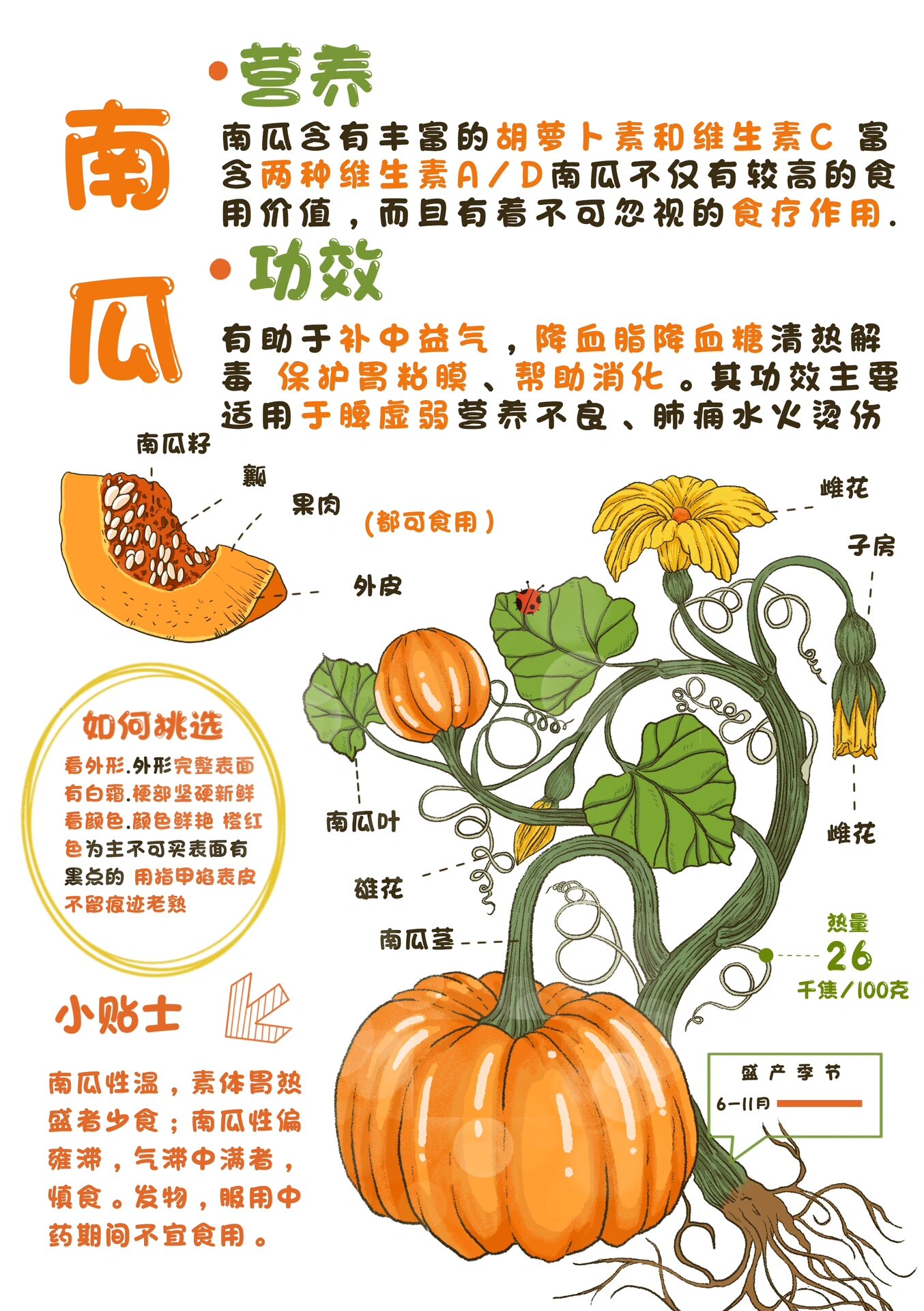 蔬菜|南瓜 南瓜的自我介绍