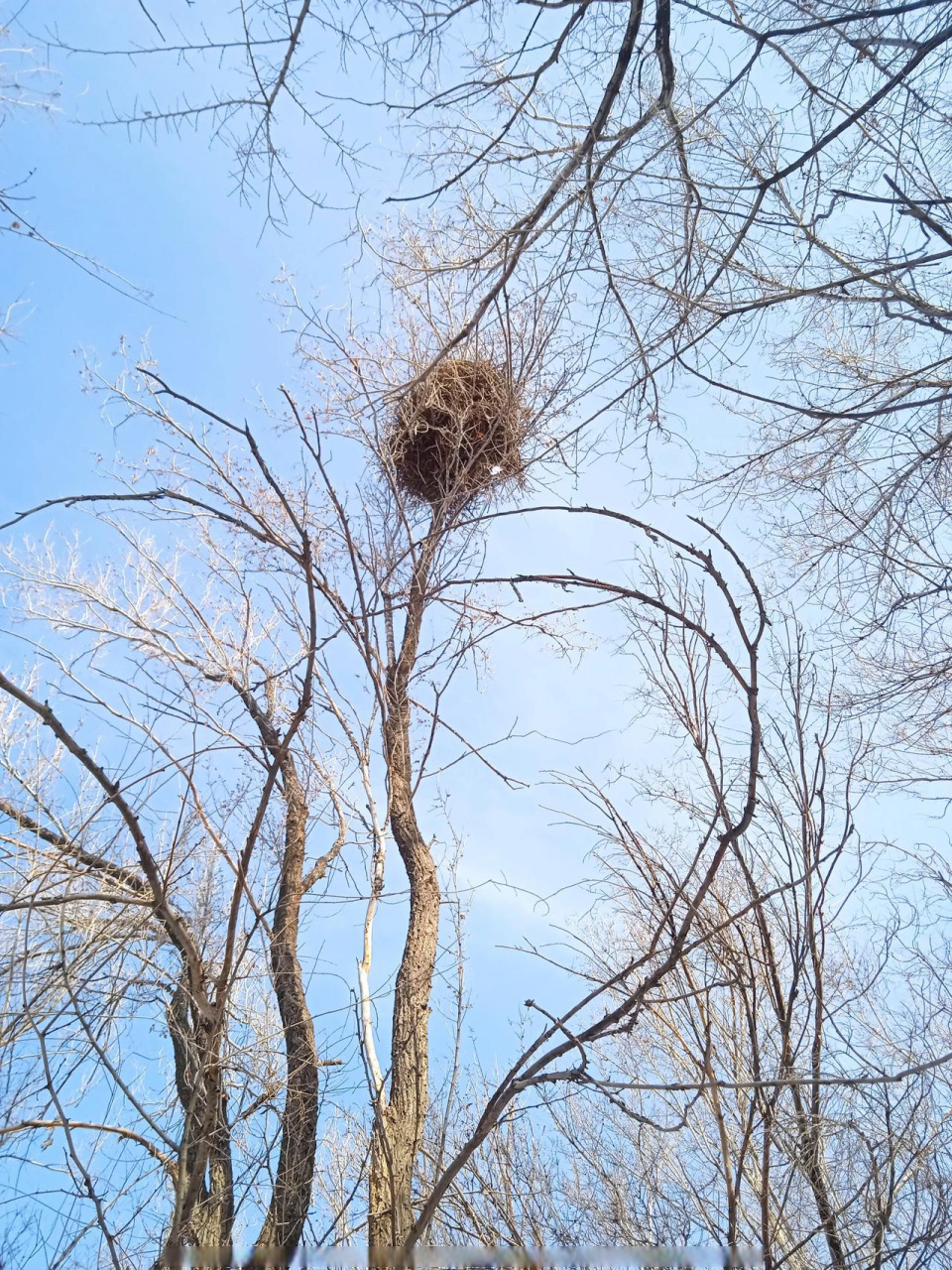 这个鸟窝搭建的位置在树梢上,周围
