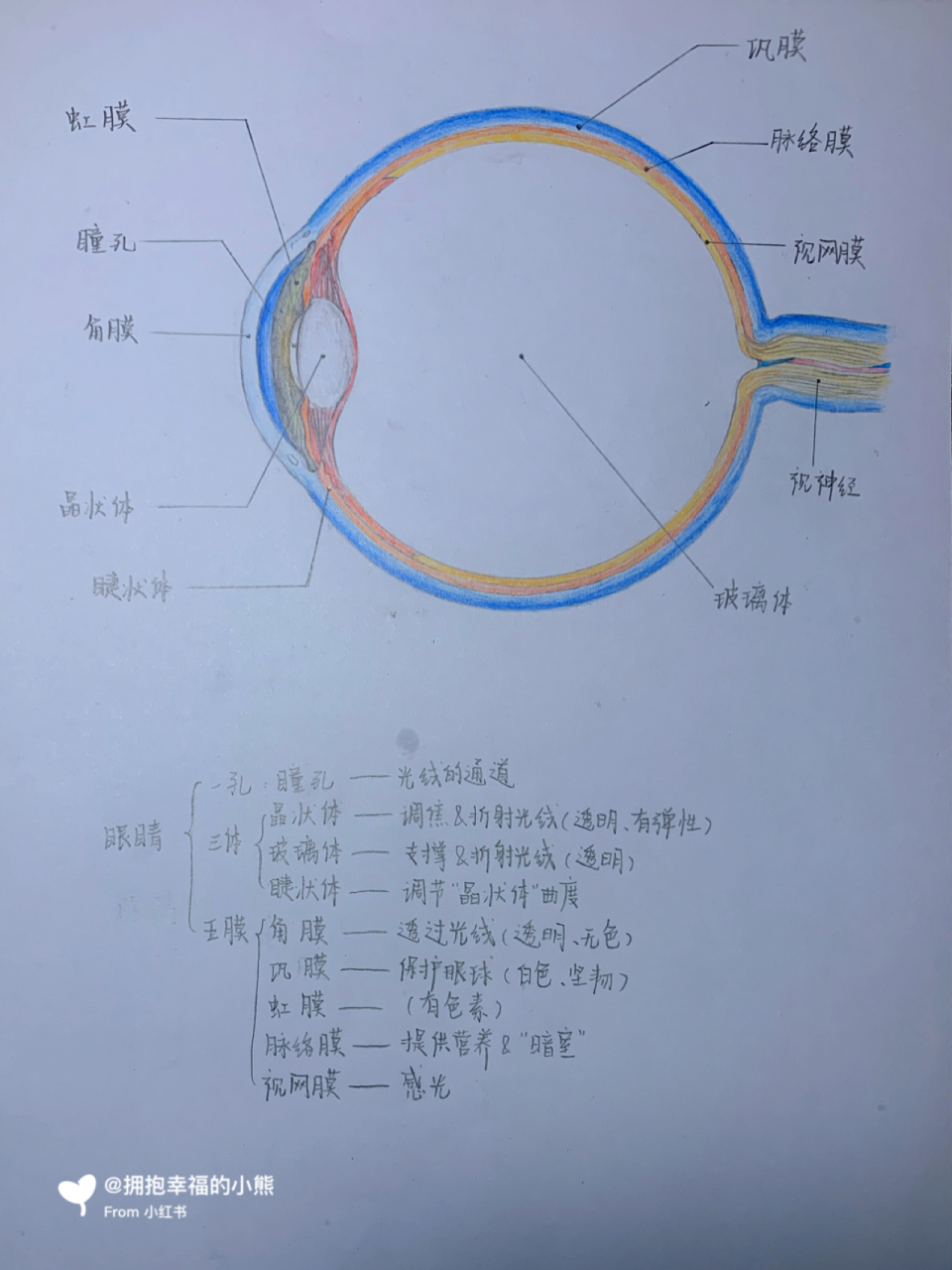 七年级生物眼球结构图图片