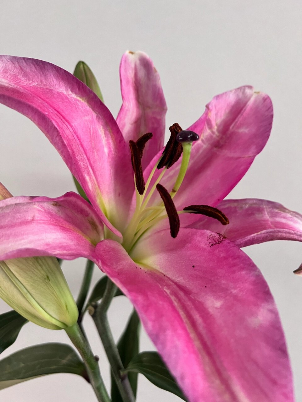 麦当娜百合      第一次买麦当娜,花苞巨大,呈青色和紫红色,是香水