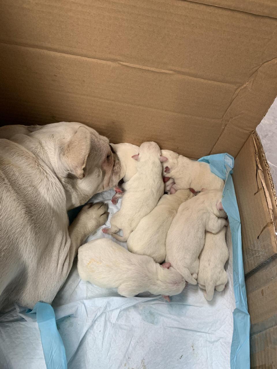 法国斗牛犬七七顺产一共生了七只狗宝宝!