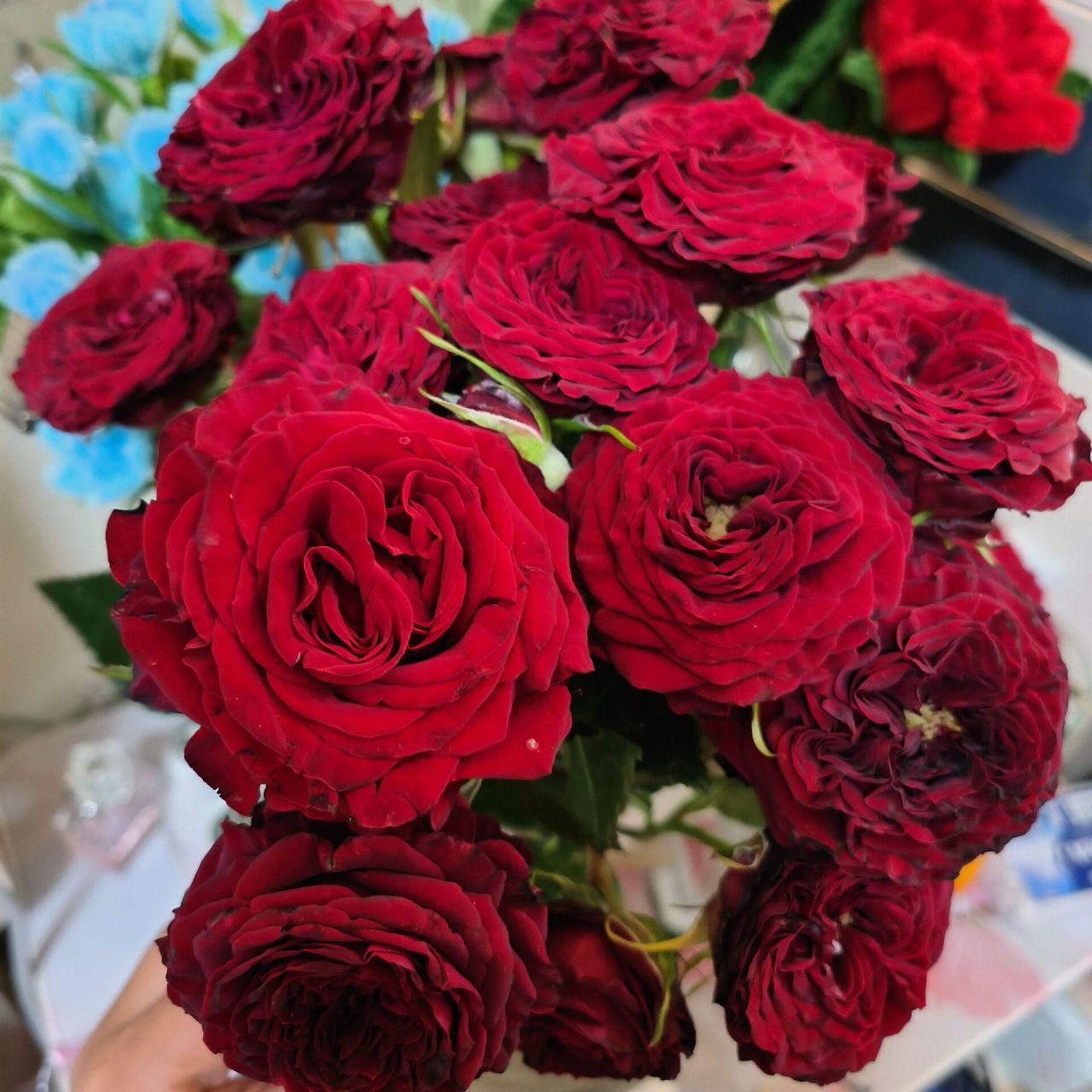 月季心跳跟红梅拉的区别 心跳  心意  我心永恒