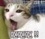 珍藏的小猫呕吐表情包