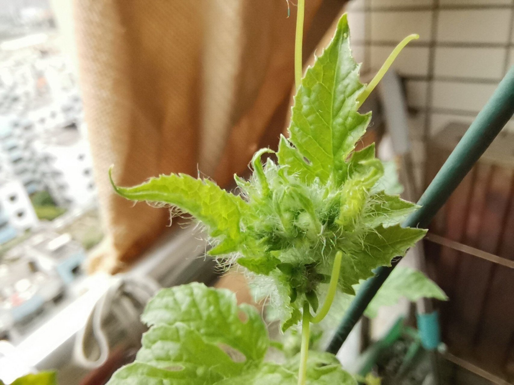 西瓜成长日记 西瓜苗种下两个月左右开花了,期待结出果子