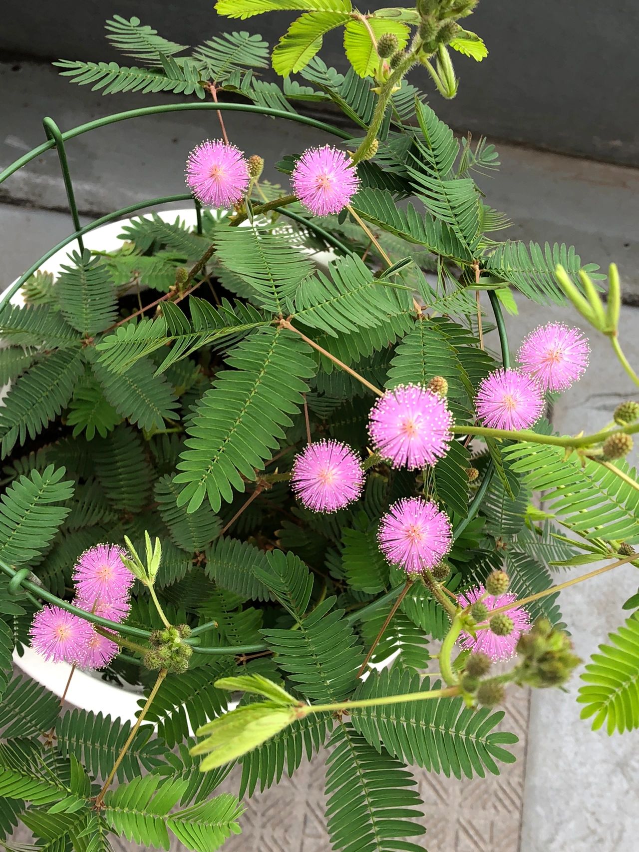 含羞草2次开花12朵(记录照